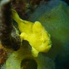 kleiner gelber Baby Frogfish