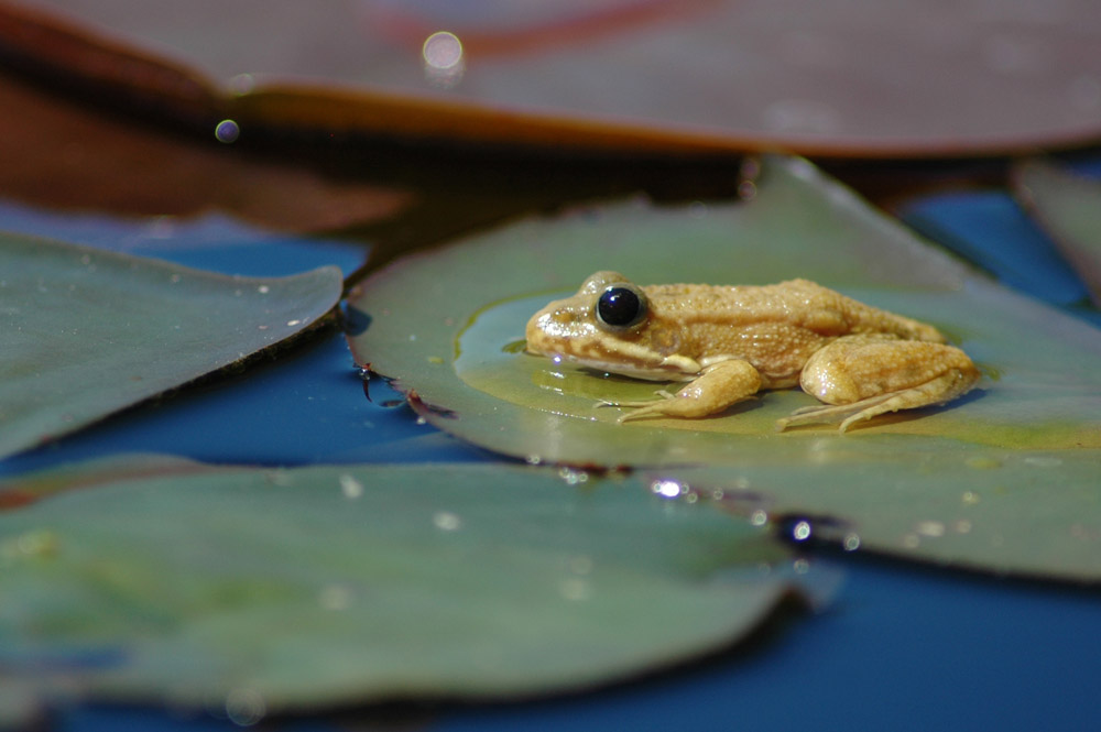 kleiner gelber Frosch