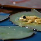 kleiner gelber Frosch