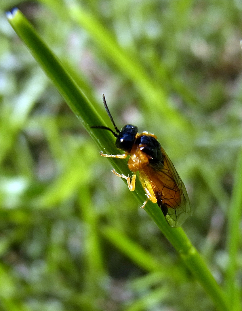 Kleiner gelber Käfer