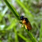 Kleiner gelber Käfer