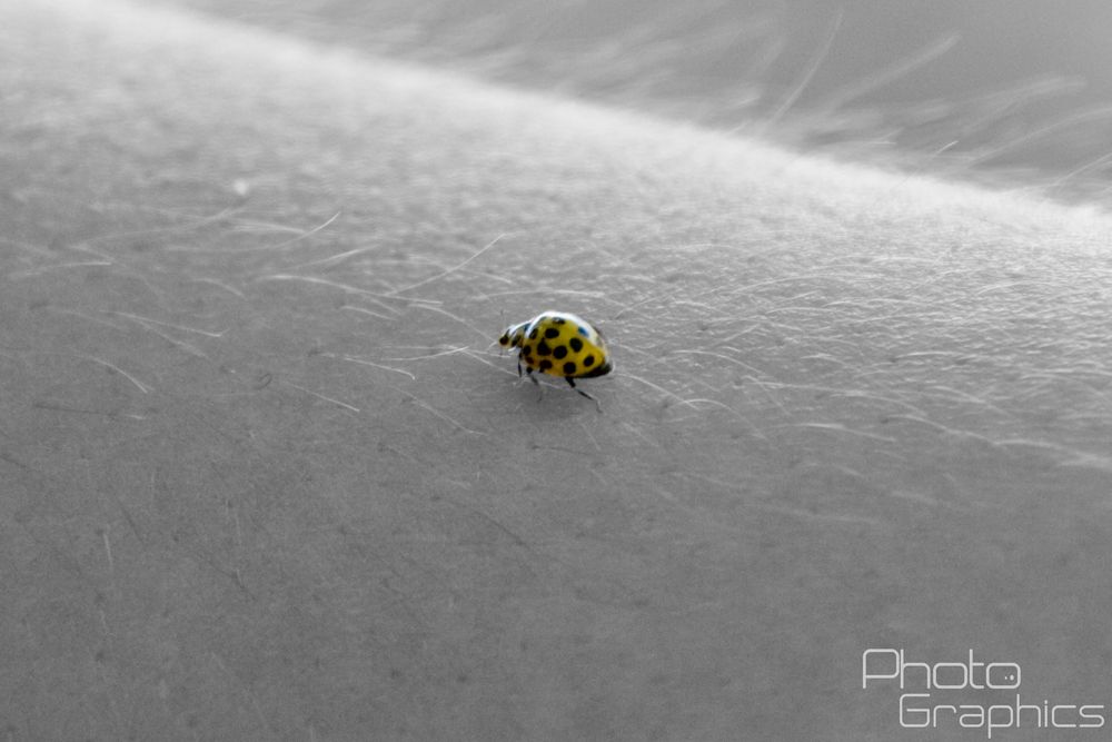 Kleiner Gelber Marienkäfer Foto & Bild tiere, wildlife, insekten Bilder auf