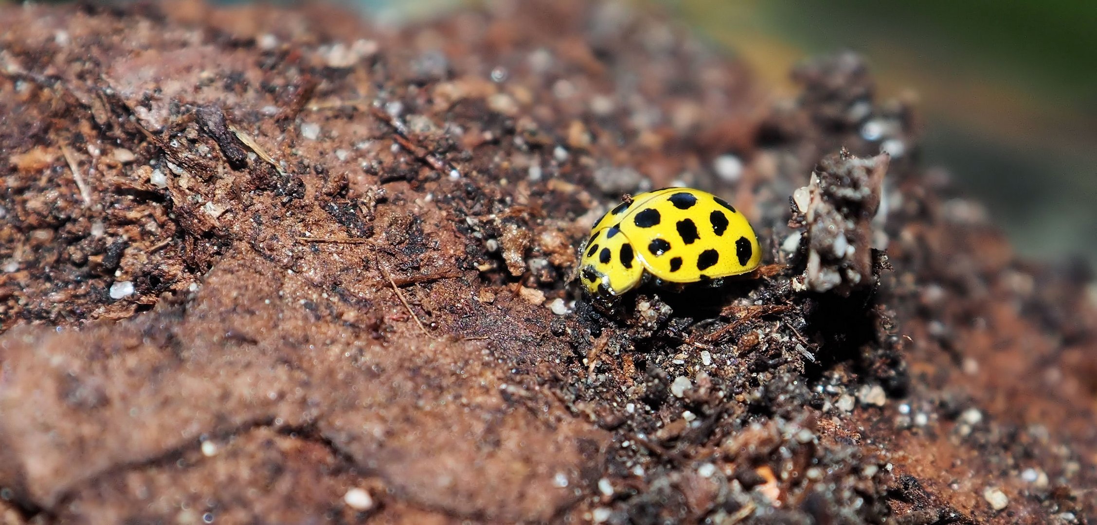 Kleiner gelber Marienkäfer.... Foto & Bild tiere, wildlife, insekten Bilder auf