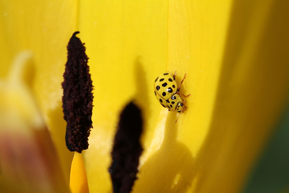 Kleiner gelber Marienkäfer Foto & Bild tiere, wildlife, insekten Bilder auf
