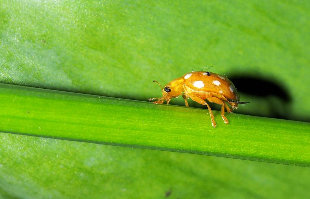 Kleiner gelber Marienkäfer... Foto & Bild tiere, wildlife, insekten Bilder auf