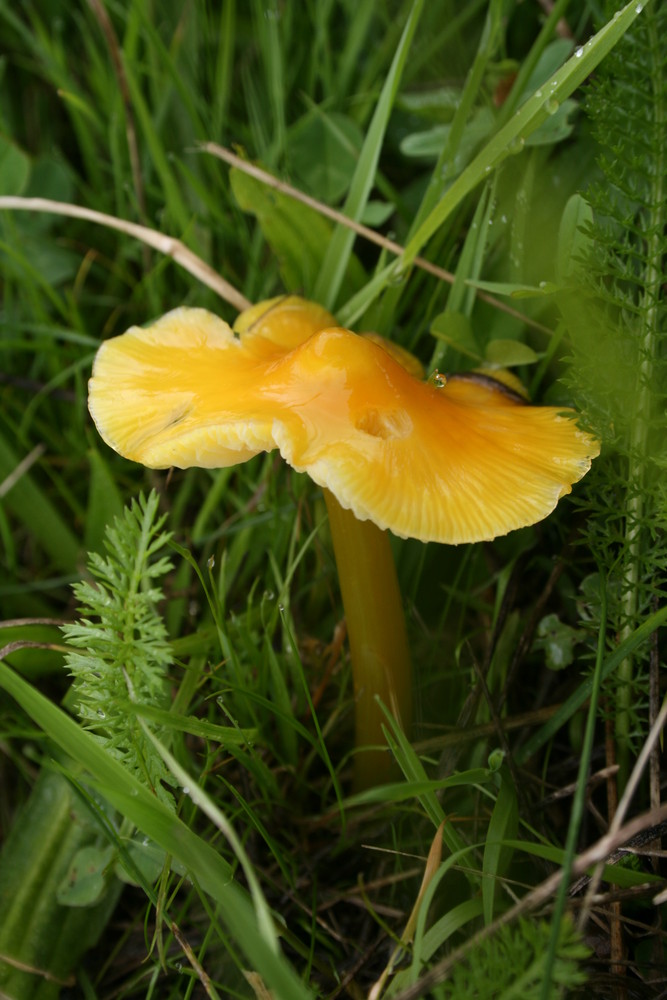 kleiner gelber Pilz Foto & Bild pflanzen, pilze & flechten, pilze & flechten, urlaub + natur