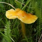 kleiner gelber Pilz
