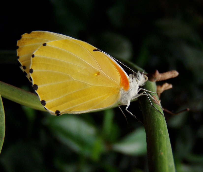 kleiner gelber Schmetterling