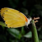 kleiner gelber Schmetterling