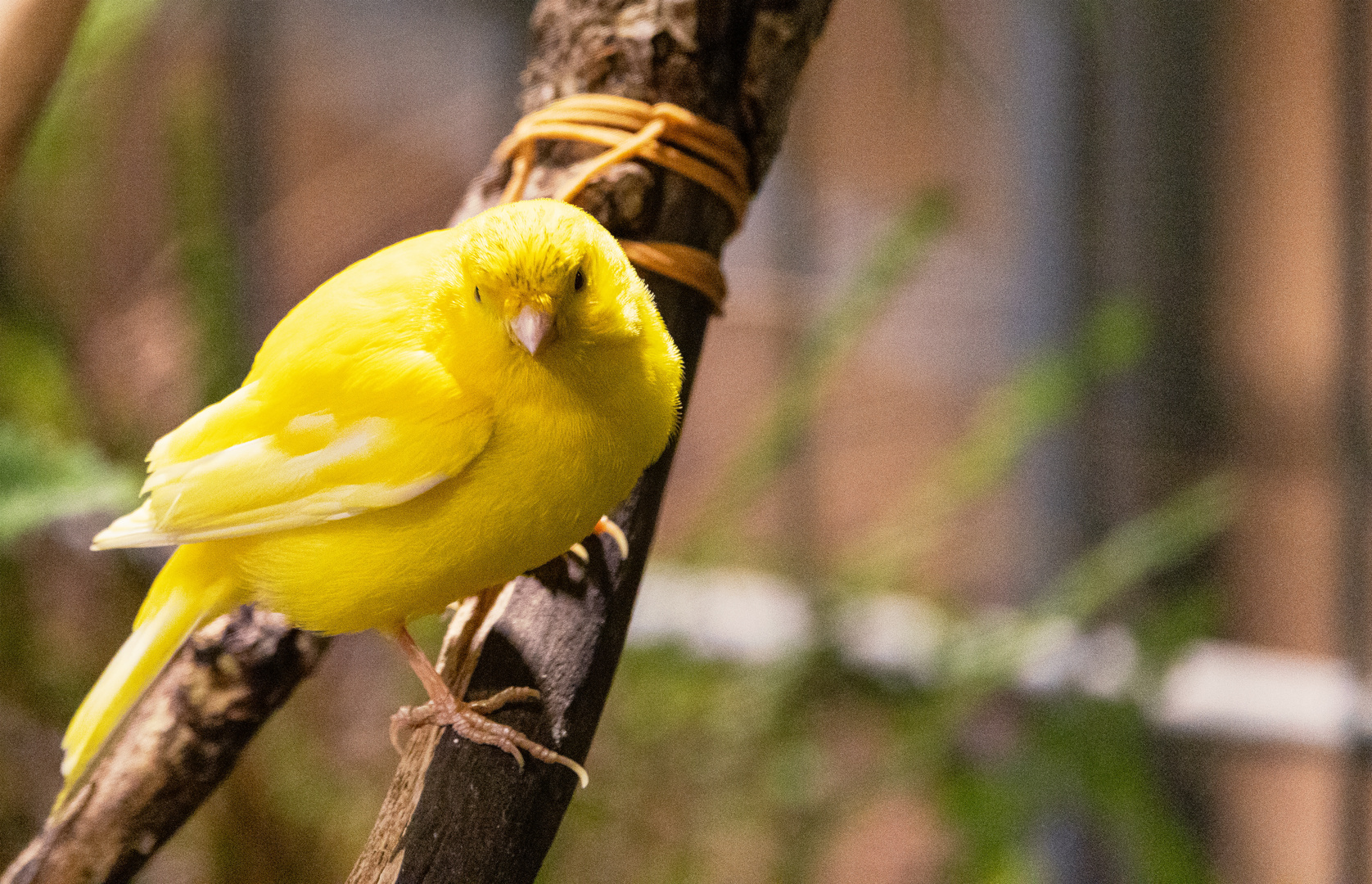 kleiner gelber Vogel