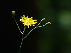 Kleiner gelber Waldbewohner