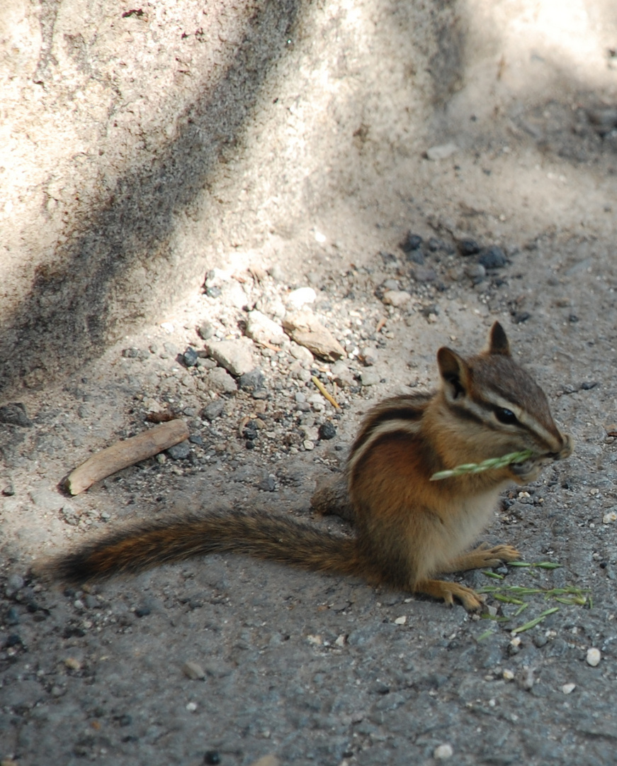 Kleiner Genießer im Yosemite NP