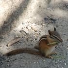 Kleiner Genießer im Yosemite NP