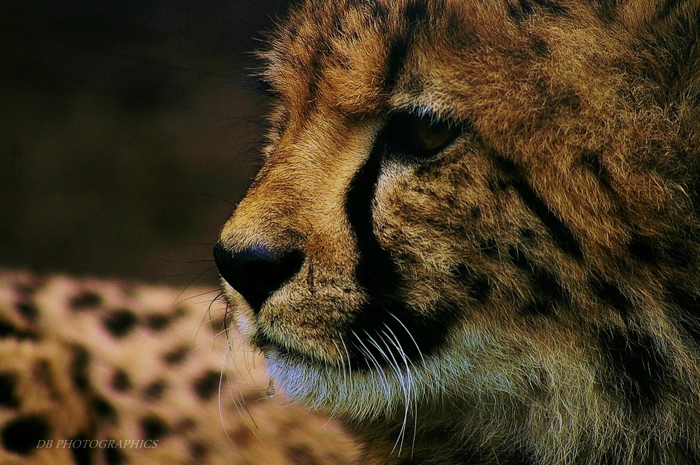 Kleiner Gepard...