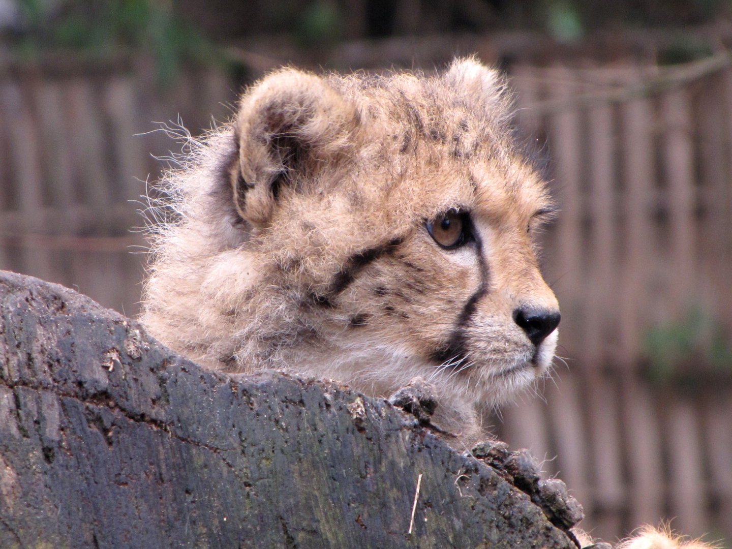 Kleiner Gepard