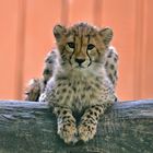 kleiner Gepard