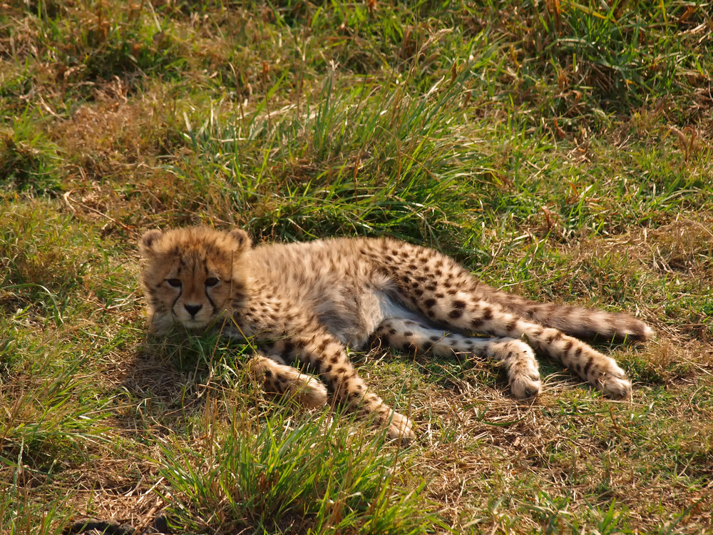 Kleiner Gepard