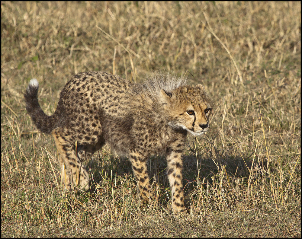 " Kleiner Gepard, wohin des Weges ?? "