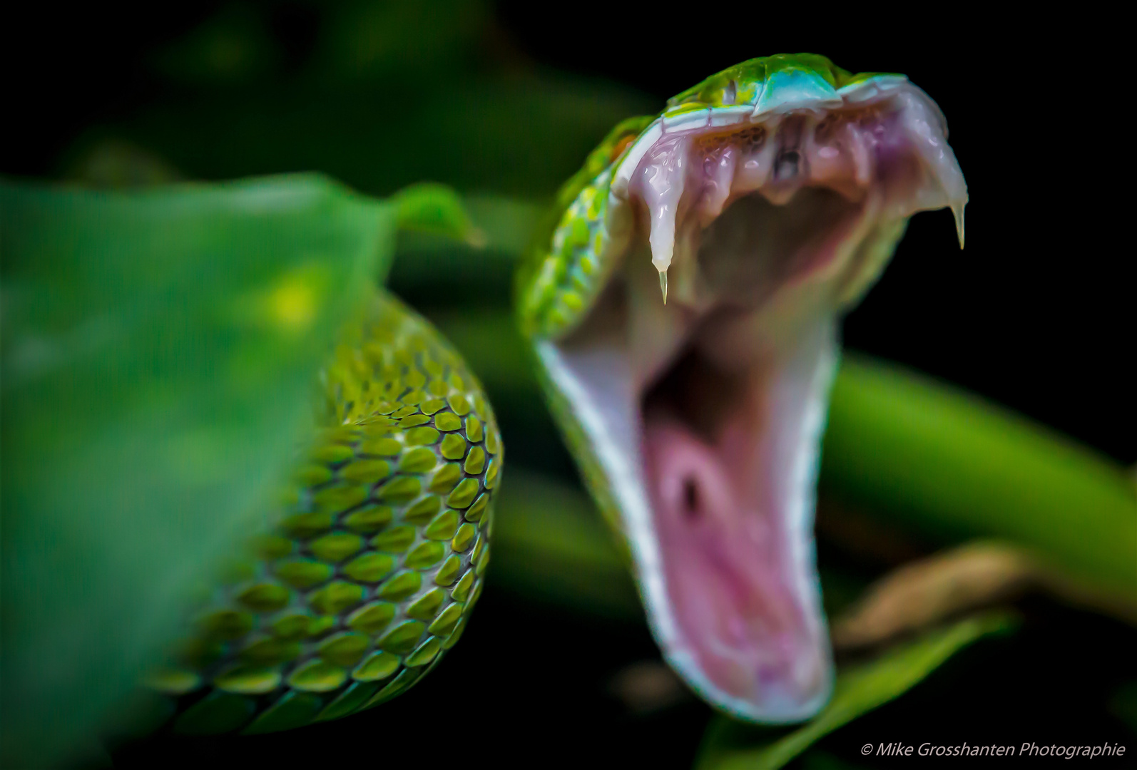 Kleiner Giftzahn Foto & Bild tiere, zoo, wildpark & falknerei