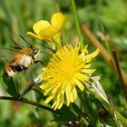 kleiner Glücklich - Macher 