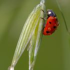 Kleiner Glücksbringer (2)