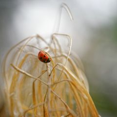 kleiner Glücksbringer