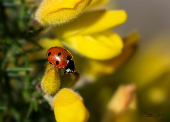 Kleiner Glücksbringer