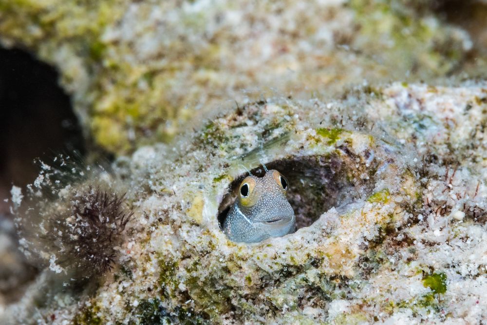 Kleiner Goby