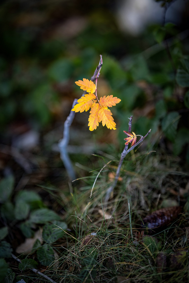 ~ KLEINER GOLDENER HERBST ~