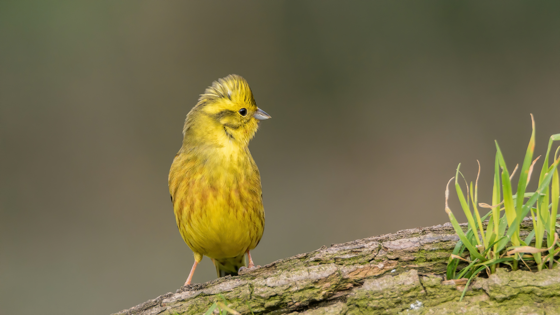 kleiner goldener Punk