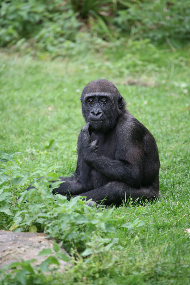 kleiner Gorilla