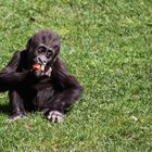 Kleiner Gorilla beim Diner