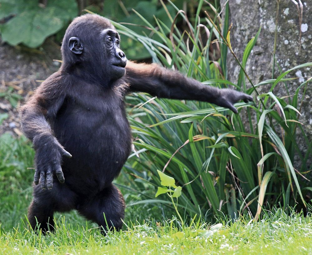 Kleiner Gorilla, ganz groß