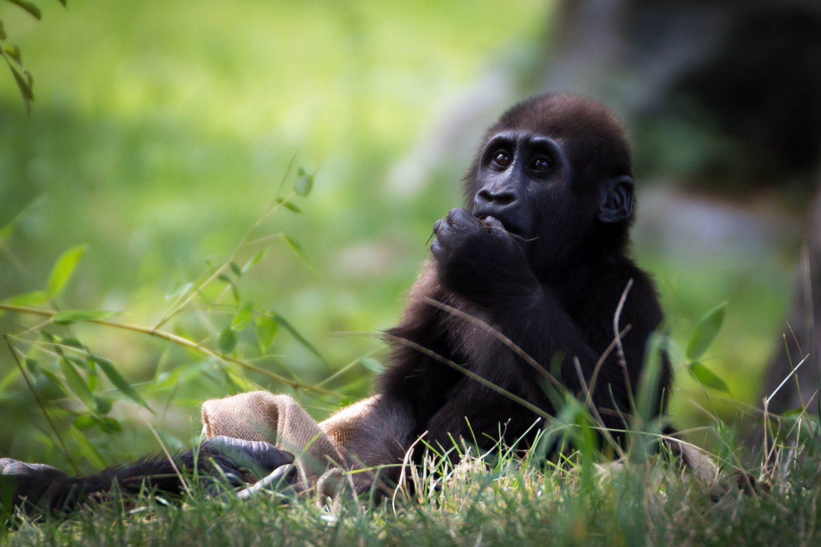 kleiner Gorilla im Zoo Leipzig