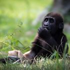 kleiner Gorilla im Zoo Leipzig