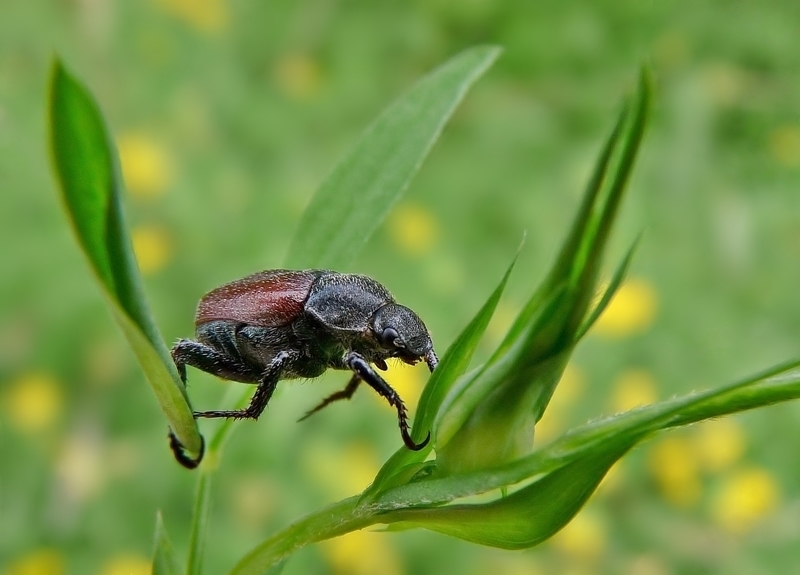 Kleiner Gras-Laubkäfer in Hornkleewiese...