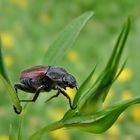 Kleiner Gras-Laubkäfer in Hornkleewiese...