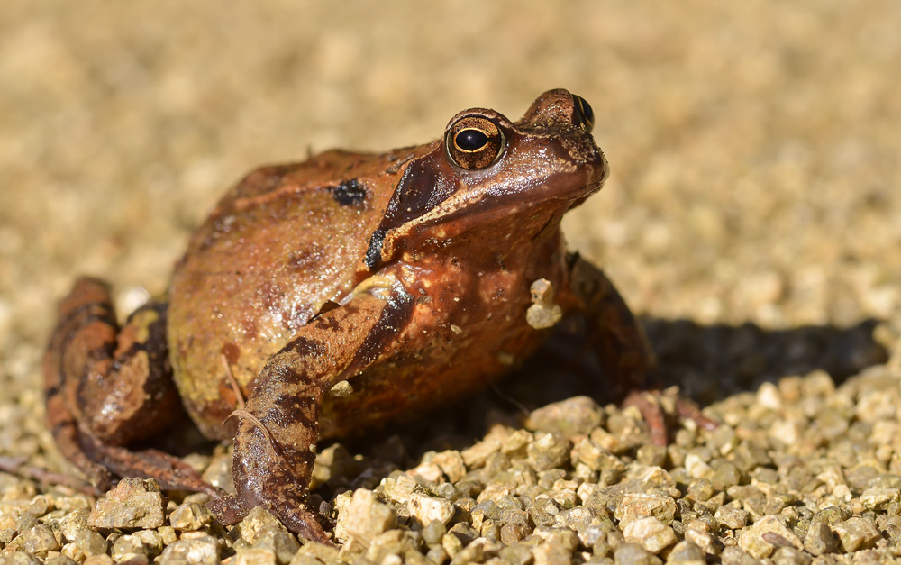 Kleiner Grasfrosch