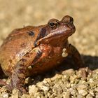 Kleiner Grasfrosch