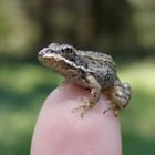 Kleiner Grasfrosch auf meinem Finger