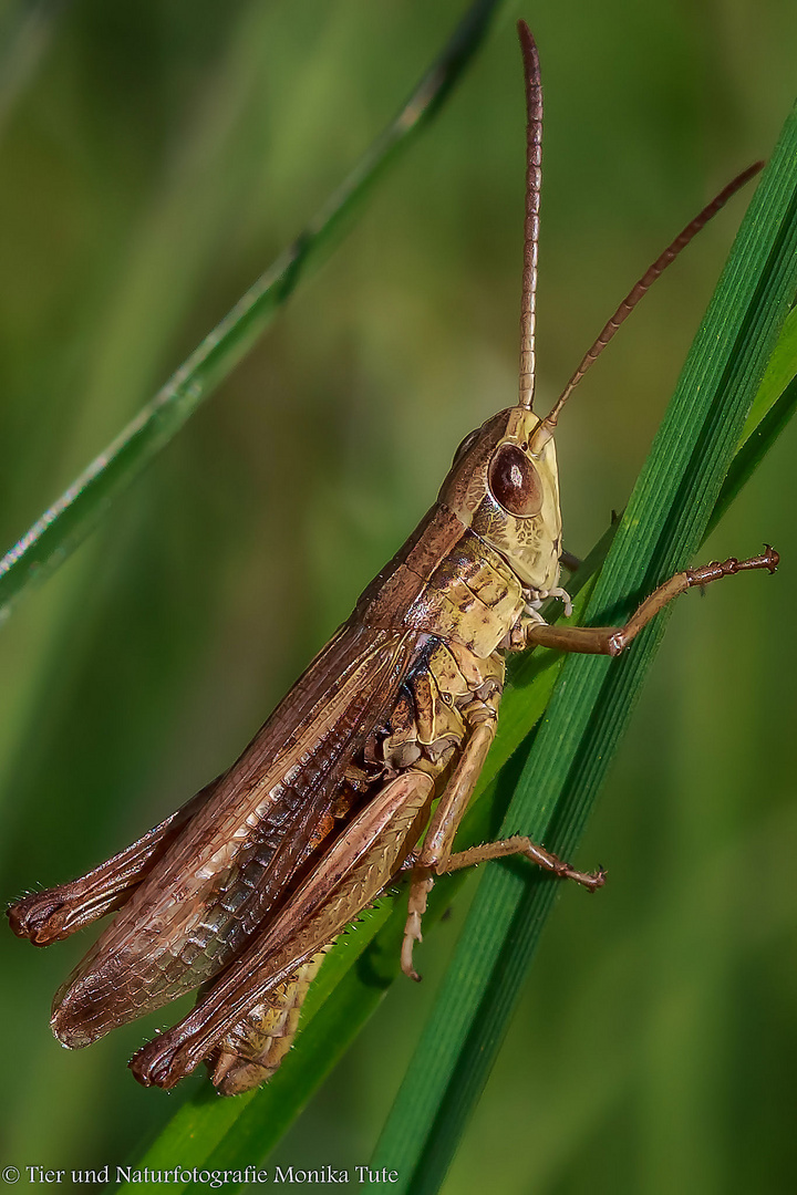 kleiner Grashüpfer