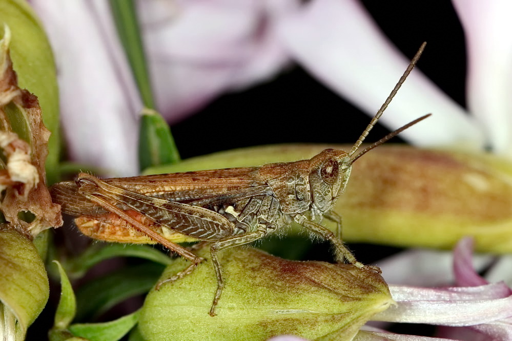 Grashüpfer Im Garten kleiner Grashüpfer Foto & Bild | andere insekten, fotos, sommer Bilder