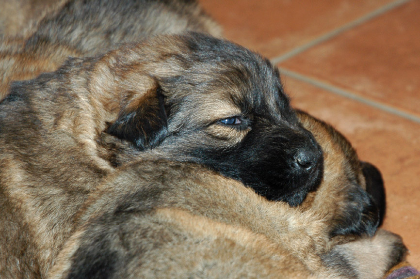 Kleiner grauer Schäferhund Foto &amp; Bild tiere, haustiere, hunde Bilder