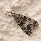 Kleiner Grauzünsler (Eudonia mercurella)