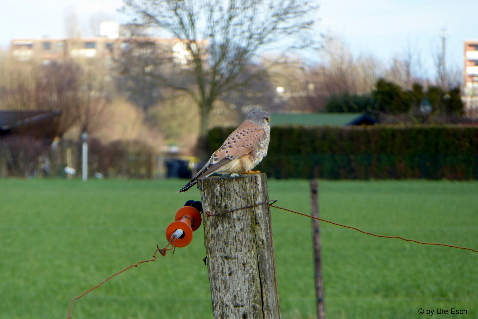 Kleiner Greifvogel