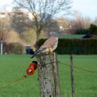 Kleiner Greifvogel