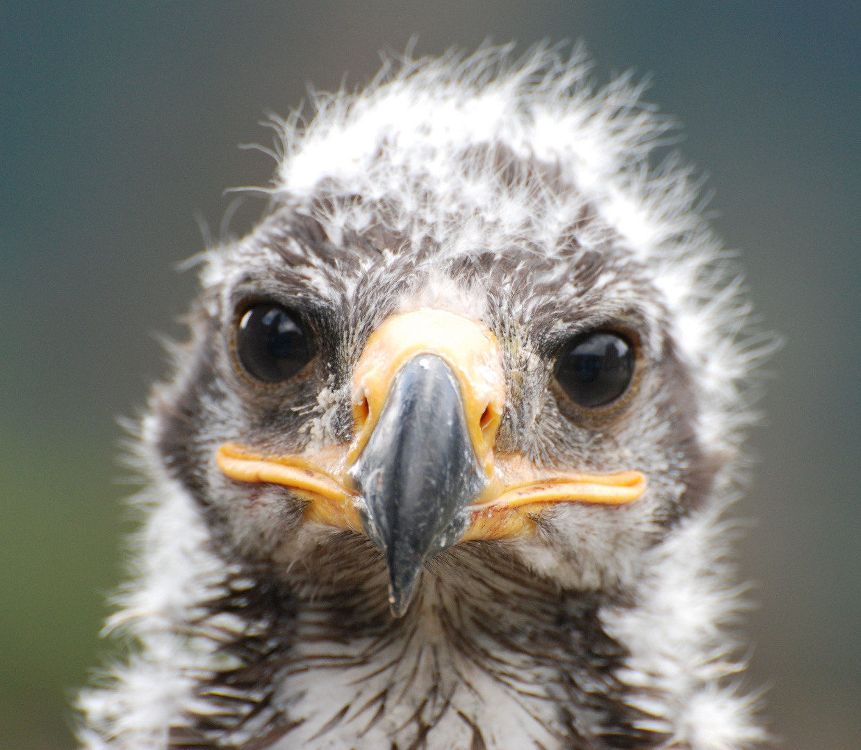 kleiner Greifvogel