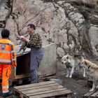 Kleiner Grönlandhund