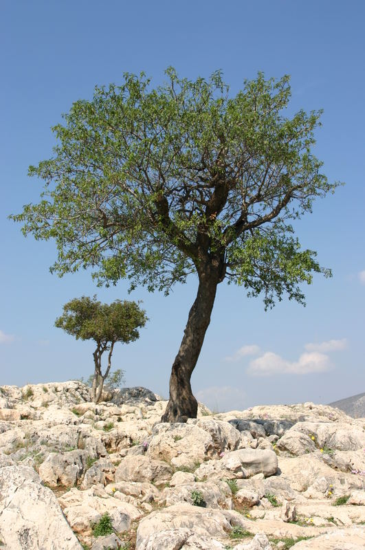 kleiner großer Baum