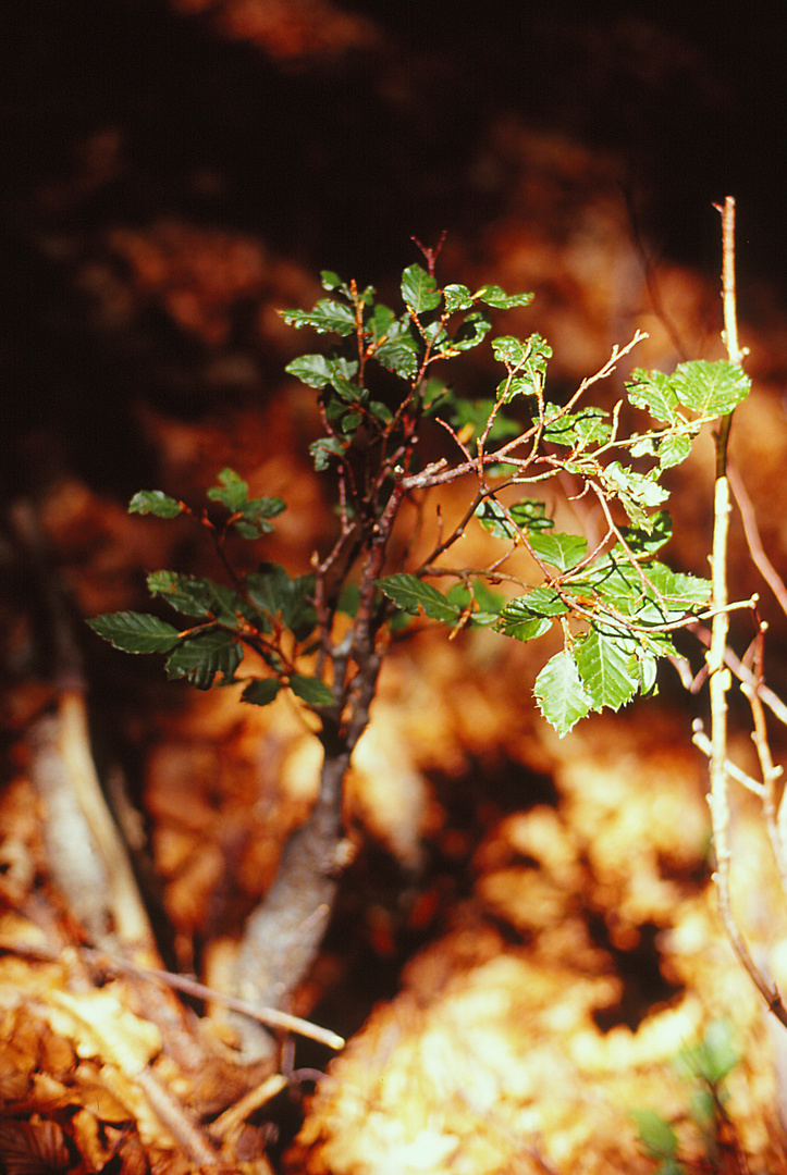 Kleiner, großer Baum